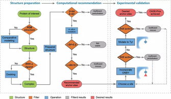 《自然》長(zhǎng)文聚焦 北大陳鵬、王初團(tuán)隊(duì)開發(fā)活體內(nèi)蛋白質(zhì)瞬時(shí)原位激活新技術(shù)